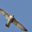 Sortie nature dédiée au Faucon pèlerin, le prince des airs