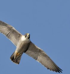Sortie nature dédiée au Faucon pèlerin, le prince des airs