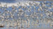 100-Bécasseau sanderling | Calidris alba | Sanderling