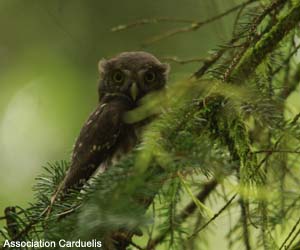 Chevêchette  d'Europe (Glaucidium passerinum)