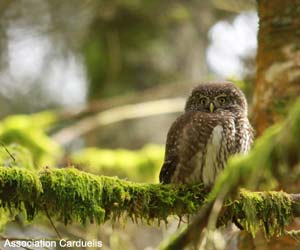 Chevêchette  d'Europe (Glaucidium passerinum) 