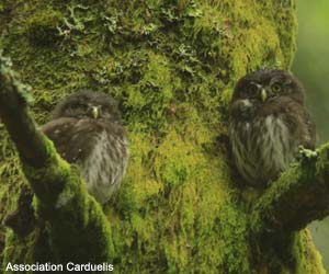 Chevêchettes  d'Europe (Glaucidium passerinum)