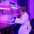 La société Colossal Biosciences nous en dit plus sur son projet de créer un « nouveau » Dodo (ou Dronte de Maurice)