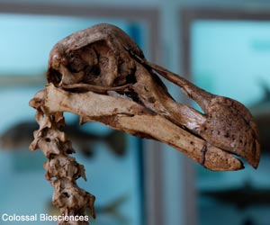 Dronte de Maurice ou Dodo (Raphus cucullatus)