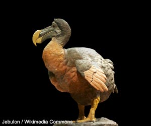 Dronte de Maurice ou Dodo (Raphus cucullatus)