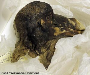 Dronte de Maurice ou Dodo (Raphus cucullatus)