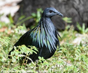 Nicobar à camail (Caloenas nicobarica)