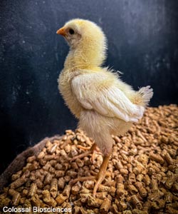 Poussin de Poule domestique (Gallus gallus)