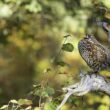 Exposition photo et soirée-vidéo sur les galliformes de montagne à Longchaumois (Jura)