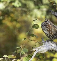 Exposition photo et soirée-vidéo sur les galliformes de montagne à Longchaumois (Jura)