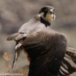 21ème édition de la Feria Internacional de Turismo Ornitológico (FIO ou Festival International du Tourisme Ornithologique)