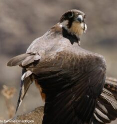 21ème édition de la Feria Internacional de Turismo Ornitológico (FIO ou Festival International du Tourisme Ornithologique)