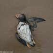 Comment réagir face aux nombreux Alcidés échoués sur le littoral atlantique en ce début d&rsquo;année 2026, un phénomène préoccupant mais d&rsquo;ampleur moindre que celui de 2014 ?