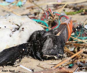 Macareux moine (Fratercula arctica) mort