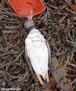 Macareux moine (Fratercula arctica) mort