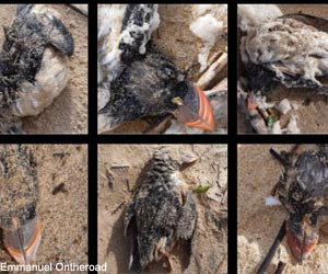 Macareux moines (Fratercula arctica) morts
