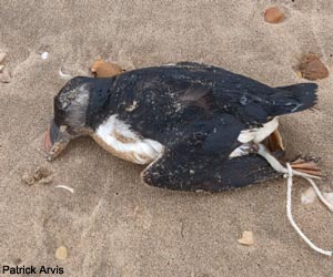 Macareux moine (Fratercula arctica) mort