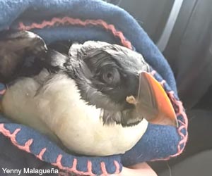 Macareux moine (Fratercula arctica) trouvé épuisé