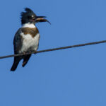 Martin-pêcheur d'Amérique avalant une petite prise