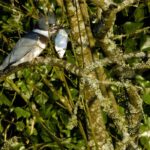 Martin-pêcheur d'Amérique avec une belle prise