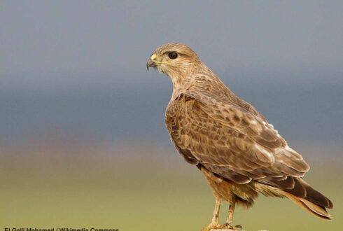 Premières preuves en 2025 de la nidification (suspectée depuis longtemps) de la Buse du Maghreb en Libye