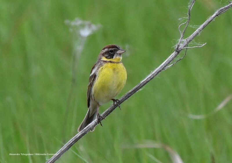Possible nouveau record du nombre de Bruants auréoles rassemblés en dortoir dans une zone humide du sud du Myanmar en janvier 2026