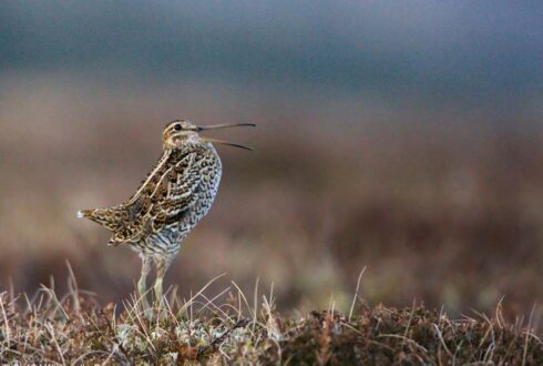 Augmenter la population polonaise de la Bécassine double en gérant mieux le niveau d'eau dans ses zones de nidification au printemps