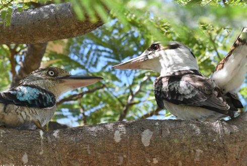 Un surprenant "couple" mixte composé d'un Martin-chasseur géant et d'un Martin-chasseur à ailes bleues dans le nord de l'Australie en 2025