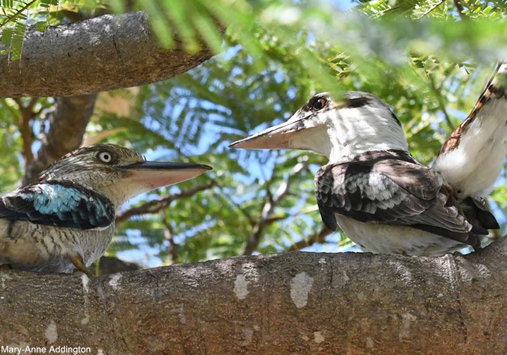 Martin-chasseur à ailes bleues (Dacelo leachii) (à gauche) et un Martin-chasseur géant (D. novaeguineae)