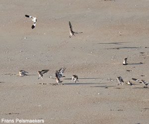 Plectrophanes des neiges (Plectrophenax nivalis) Plectrophanes des neiges (Plectrophenax nivalis)