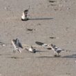 Observations intéressantes de Plectrophanes (Bruants) des neiges rentrant dans des trous dans le sable sur une plage de Belgique en janvier 2026