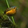 Description d&rsquo;une nouvelle sous-espèce de la Grallaire naine dans la cordillère Orientale colombienne