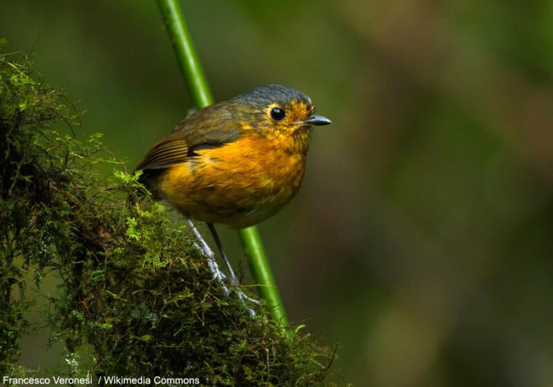Description d&rsquo;une nouvelle sous-espèce de la Grallaire naine dans la cordillère Orientale colombienne
