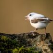 Une Mésange nonnette au plumage méconnaissable dans la Marne en 2024, un cas de leucisme partiel ou de grisonnement progressif