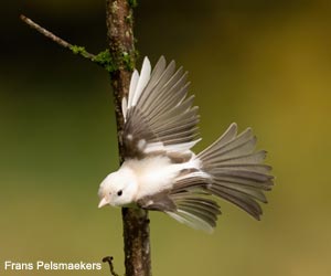 Mésange nonnette (Poecile palustris) atteinte de leucisme partiel ou de grisonnement progressif