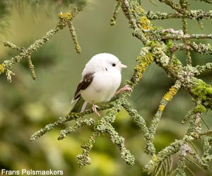Mésange nonnette (Poecile palustris) atteinte de leucisme partiel ou de grisonnement progressif