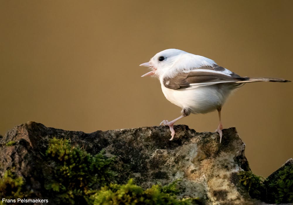 Mésange nonnette (Poecile palustris) atteinte de leucisme partiel ou de grisonnement progressif