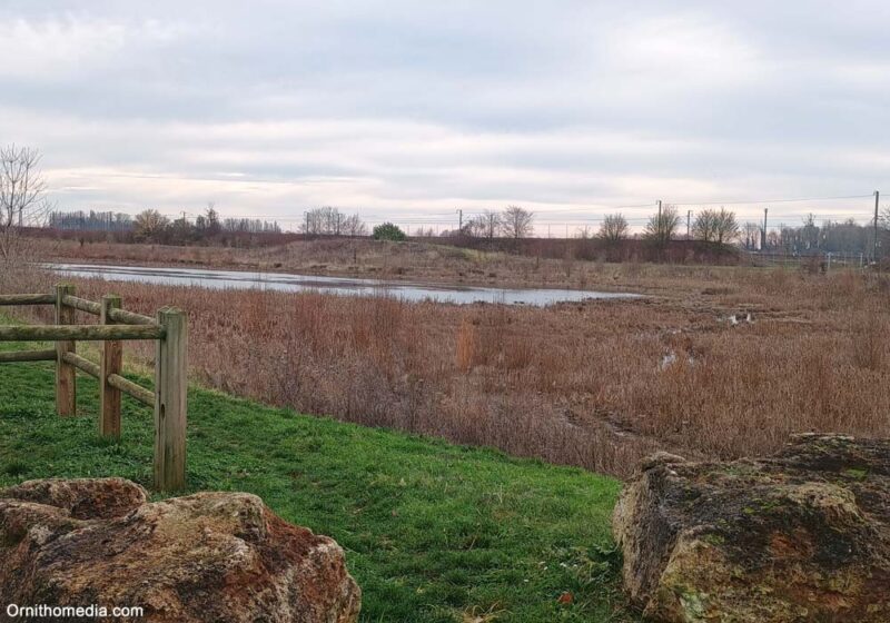 Le bassin de récupération des eaux pluviales de Servon (Seine-et-Marne), une réalisation attractive pour les oiseaux