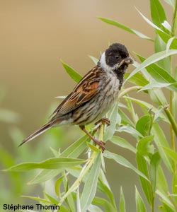 Bruant des roseaux (Emberiza schoeniclus)
