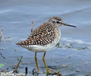 Chevalier sylvain (Tringa glareola)