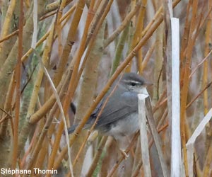 Pouillot brun (Phylloscopus fuscatus) 