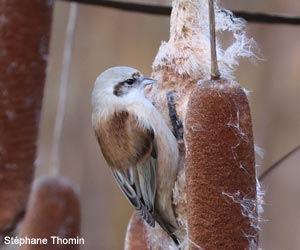 Rémiz penduline (Remiz pendulinus)
