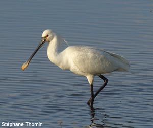 Spatule blanche (Platalea leucorodia)