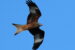 1-Milan royal | Milvus milvus | Red Kite