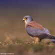 Huitième édition des Rencontres naturalistes de l&rsquo;Aude