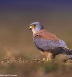 Huitième édition des Rencontres naturalistes de l&rsquo;Aude