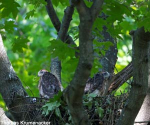 Jeunes Autours des palombes (Accipiter gentilis)