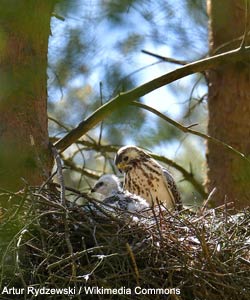 Buse variable (Buteo buteo) dans son aire avec un poussin en Pologne