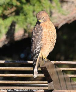 Buse à épaulettes (Buteo lineatus)