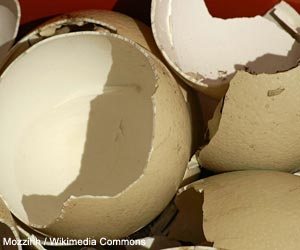 Déposer des coquilles d'œufs cassées